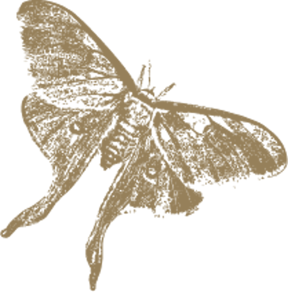 A golden illustration of a moth.